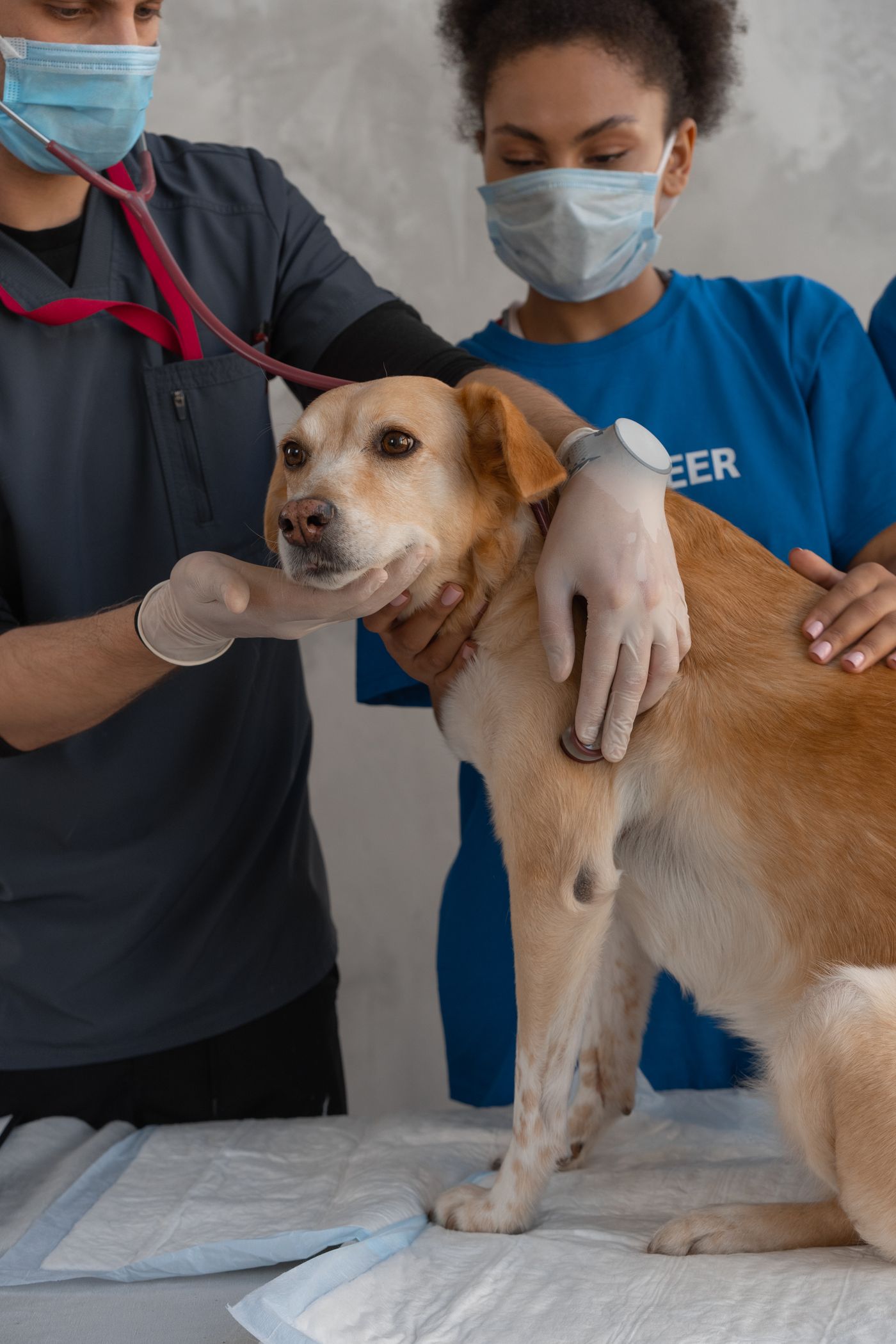 Ada Veteriner Kliniği işletme görünümü